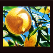 Ölbild in Airbrushtechnik: Zitronenbaum auf Sizilien